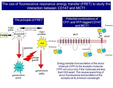 The use of fluorescence resonance energy transfer (FRET) to study the interaction between CD147 and MCT1 The principle of FRET MCT1 CD147 s s s s N- terminus.