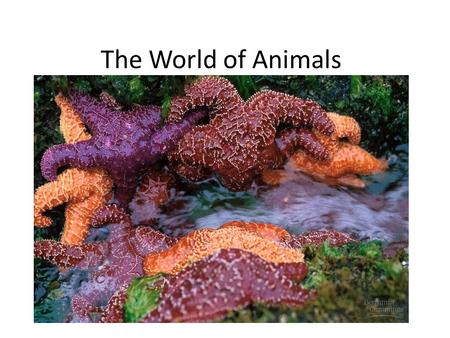 The World of Animals. I. Life evolved in the oceans A. Least stressful environment B. Moderating temperature C. Closest to osmotic properties D. Buoyancy.