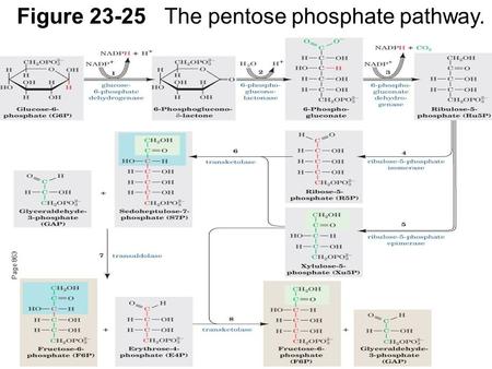 Page 863 Figure 23-25The pentose phosphate pathway.