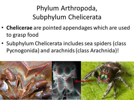 Phylum Arthropoda, Subphylum Chelicerata Chelicerae are pointed appendages which are used to grasp food Subphylum Chelicerata includes sea spiders (class.
