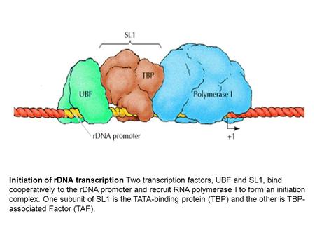 Initiation of rDNA transcription Two transcription factors, UBF and SL1, bind cooperatively to the rDNA promoter and recruit RNA polymerase I to form an.