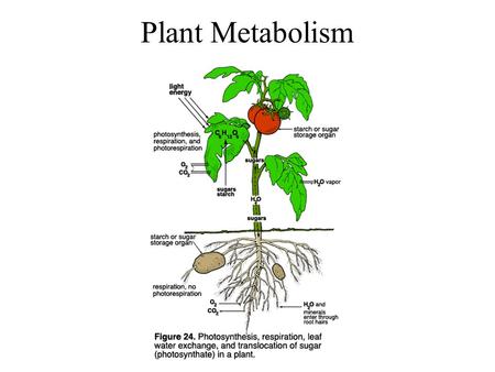 Plant Metabolism. Plant Secondary Metabolites Plants make a variety of less widely distributed compounds such as morphine, caffeine, nicotine, menthol,