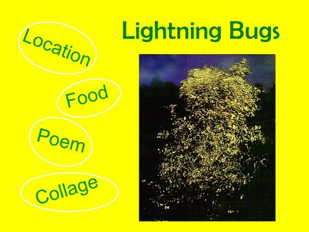 Lightning Bugs Location Food Poem Collage Where do they Live Home.
