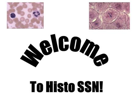 To Histo SSN!. Microscopy and Cytology Stains 1.Intro to Histo Handout (tips on course) 2.Important terms (Acidophilic, Basic, etc.) 3.Examples of some.