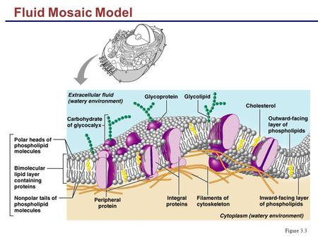 Fluid Mosaic Model Figure 3.3. Functions of Membrane Proteins  Transport  Enzymatic activity  Receptors for signal transduction Figure 3.4.1.