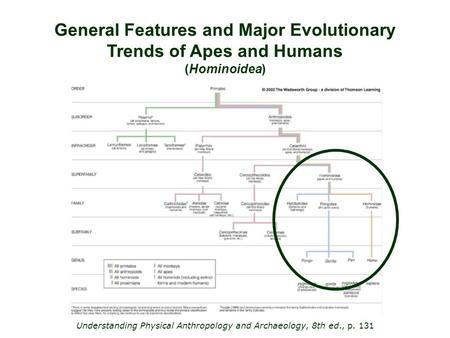 General Features and Major Evolutionary Trends of Apes and Humans (Hominoidea) Understanding Physical Anthropology and Archaeology, 8th ed., p. 131.