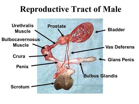 Reproductive Tract of Male