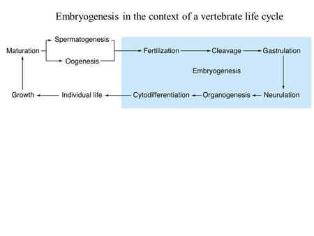 Embryogenesis in the context of a vertebrate life cycle.