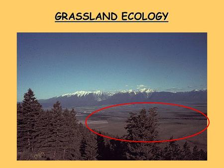 GRASSLAND ECOLOGY. WORLD GRASSLANDS NORTH AMERICAN GRASSLANDS REFLECT WEATHER PATTERNS.