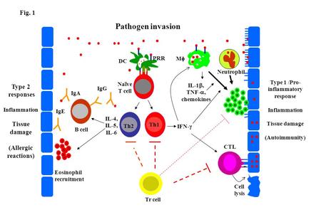 Pathogen invasion MM Neutrophil DC PRR Naïve T cell CTL IFN-  B cell IgG IL-4, IL-5, IL-6 Th1 Th2 IgE IgA Cell lysis Tr cell IL-1 , TNF- , chemokines.
