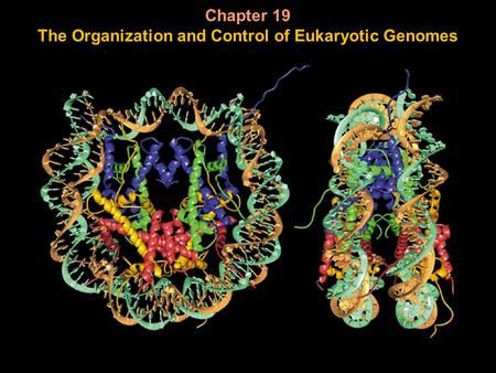 Chapter 19 The Organization and Control of Eukaryotic Genomes.