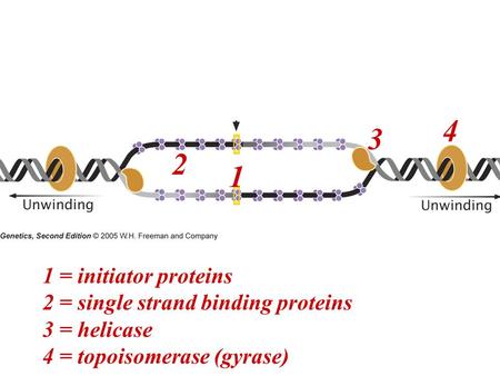 1 2 3 4 Review: Proteins and their function in the early stages of replication 1 = initiator proteins 2 = single strand binding proteins 3 = helicase 4.