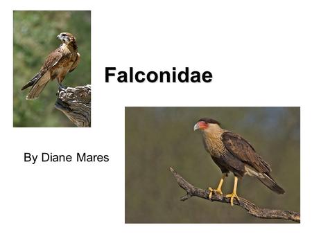 Falconidae By Diane Mares. Falconiformes F. Cathartidae – New World Vultures F. Pandionidae – Osprey F. Accipitridae – Hawks and Eagles F. Sagittariidae.