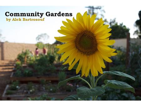 Community Gardens by Alek Bartrosouf. Research Interests  Community gardens are increasing in popularity  Development is at a standstill  With limited.