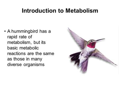Introduction to Metabolism A hummingbird has a rapid rate of metabolism, but its basic metabolic reactions are the same as those in many diverse organisms.