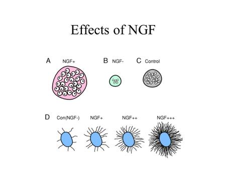 Effects of NGF. Developmental processes during which apoptosis can occur.