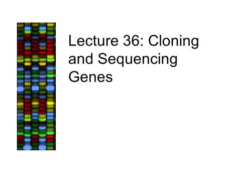 Lecture 36: Cloning and Sequencing Genes. Lecture Outline, 12/5/05 Case Study: BRCA1, continued –Cloning DNA fragments into plasmids other vectors “Libraries”