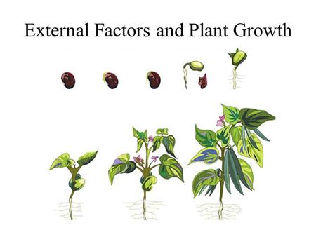 External Factors and Plant Growth. Plant Growth Regulators The word hormone comes from the Greek word “To excite” and hormones stimulate biochemical activities.