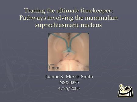 Tracing the ultimate timekeeper: Pathways involving the mammalian suprachiasmatic nucleus Lianne K. Morris-Smith NS&B2754/26/2005.