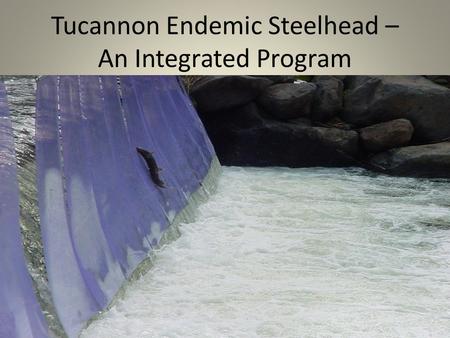 Tucannon Endemic Steelhead – An Integrated Program picture.