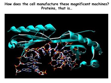 How does the cell manufacture these magnificent machines? Proteins, that is…