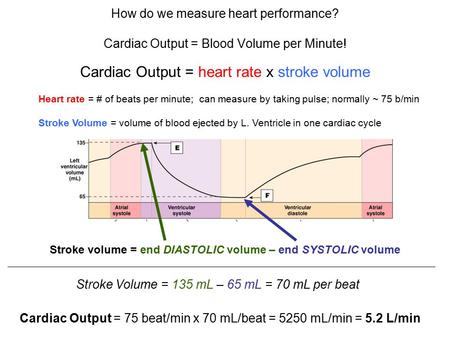 How do we measure heart performance? Cardiac Output = Blood Volume per Minute! Cardiac Output = heart rate x stroke volume Heart rate = # of beats per.
