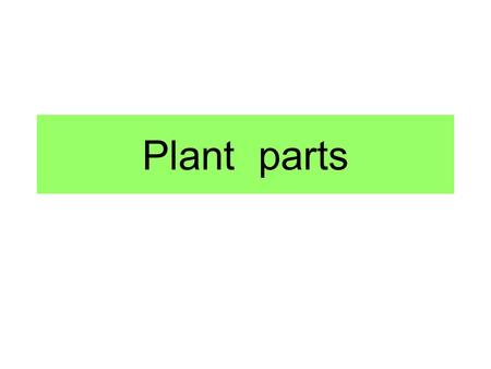 Plant parts. Plant cell increase (growth) happens by mitosis in a terminal or lateral meristem Mitosis: one cell splits into two cells With no change.