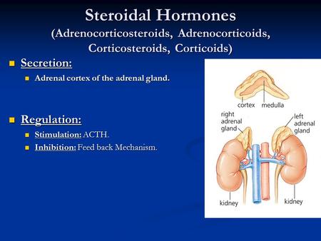 Secretion: Adrenal cortex of the adrenal gland. Regulation: