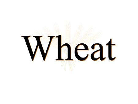 Wheat. Kim’s web site for wheat market information agecon.okstate.edu/anderson.