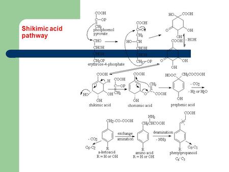 Shikimic acid pathway. Shikimates Benzoic acid and related compounds (C6-C1) Acetophenones and related compounds (C6-C2) Shikimates are simple aromatic.