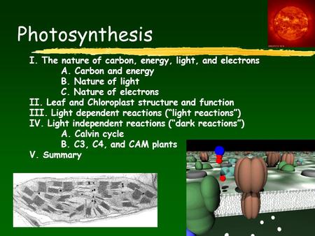 Photosynthesis I. The nature of carbon, energy, light, and electrons A. Carbon and energy B. Nature of light C. Nature of electrons II. Leaf and Chloroplast.