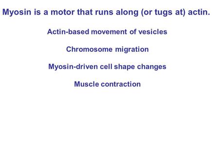 Myosin is a motor that runs along (or tugs at) actin. Actin-based movement of vesicles Chromosome migration Myosin-driven cell shape changes Muscle contraction.