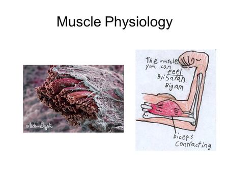 Muscle Physiology. Outline: Skeletal Muscle 1)Somatic Motor pathways 2)Neuromuscular junction (synapse) 3)Excitation of muscle cells 4)Contraction of.
