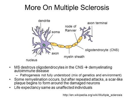 More On Multiple Sclerosis MS destroys oligodendrocytes in the CNS  demyelinating autoimmune disease –Pathogenesis not fully understood (mix of genetics.