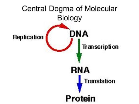 Central Dogma of Molecular Biology. Gene Expression How does a cell control the timing and choice of synthesizing a particular protein? A gene is expressed.