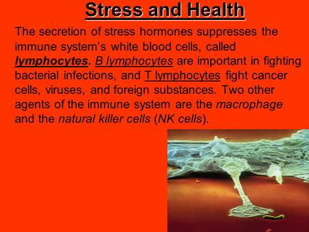 Stress and Health The secretion of stress hormones suppresses the immune system’s white blood cells, called lymphocytes. B lymphocytes are important in.