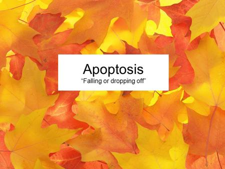 Apoptosis “Falling or dropping off”. Ughhhh…..