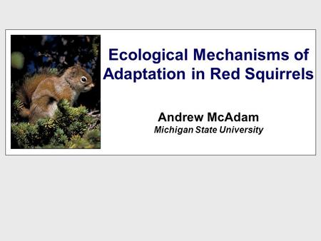 Ecological Mechanisms of Adaptation in Red Squirrels Andrew McAdam Michigan State University.