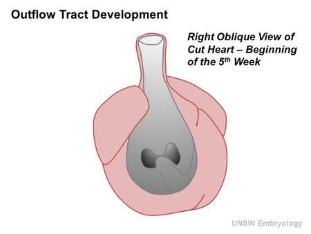 Outflow Tract Development
