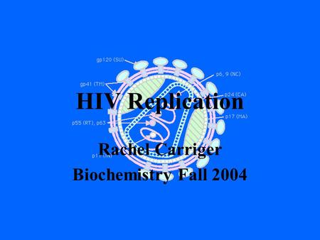 HIV Replication Rachel Carriger Biochemistry Fall 2004.