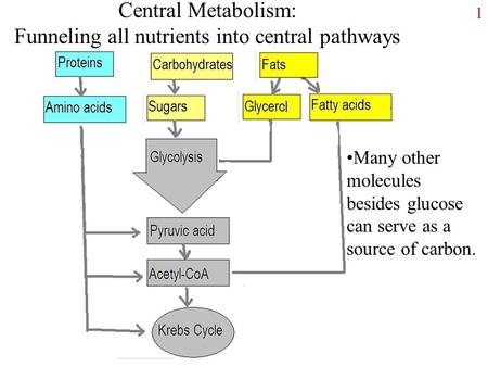 1 Central Metabolism: Funneling all nutrients into central pathways Many other molecules besides glucose can serve as a source of carbon.