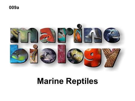 009a Marine Reptiles.