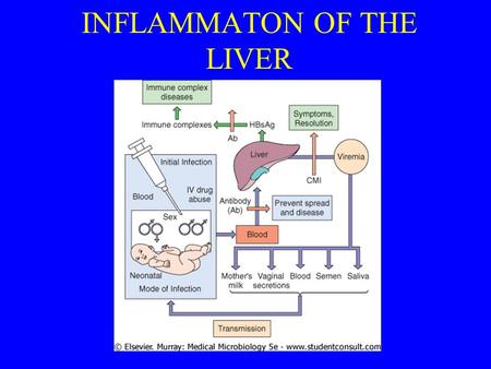 INFLAMMATON OF THE LIVER. Hepatitis A-B Viruses part І Dr. Osama AL Jiffri.