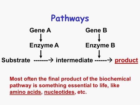 Pathways Gene A Gene B Enzyme A Enzyme B Substrate -------  intermediate ------  product Most often the final product of the biochemical pathway is something.