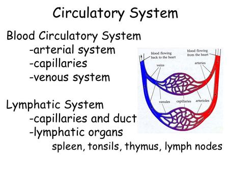 Circulatory System Blood Circulatory System -arterial system -capillaries -venous system Lymphatic System -capillaries and ducts -lymphatic organs spleen,
