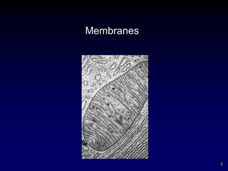 Membranes.