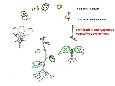 Cells and cell growth Cell walls and membranes Fertilization, embryogenesis vegetative development.
