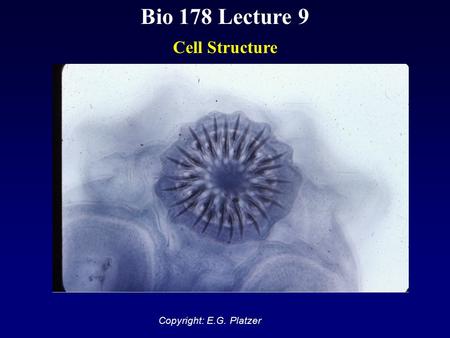 Bio 178 Lecture 9 Cell Structure Copyright: E.G. Platzer.