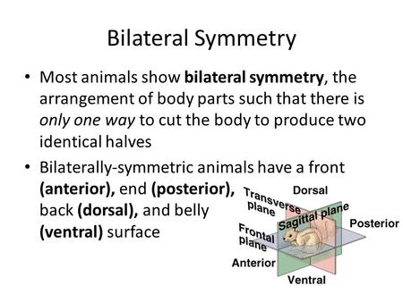 Bilateral Symmetry Most animals show bilateral symmetry, the arrangement of body parts such that there is only one way to cut the body to produce two identical.