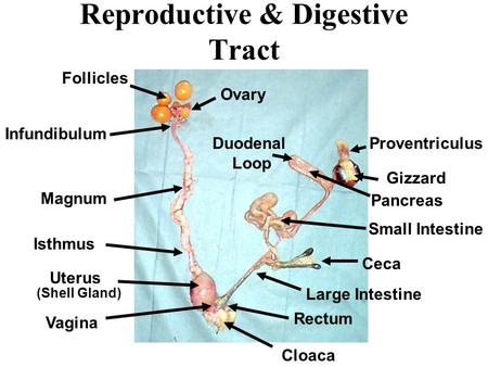 Reproductive & Digestive Tract Ovary Follicles Infundibulum Magnum Isthmus Uterus Cloaca Vagina Gizzard Duodenal Loop Pancreas Proventriculus Small Intestine.